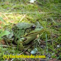 /home//u458753944/public_html/sourcegallery//Frogs/More bullfrogs/P8150198.JPG
